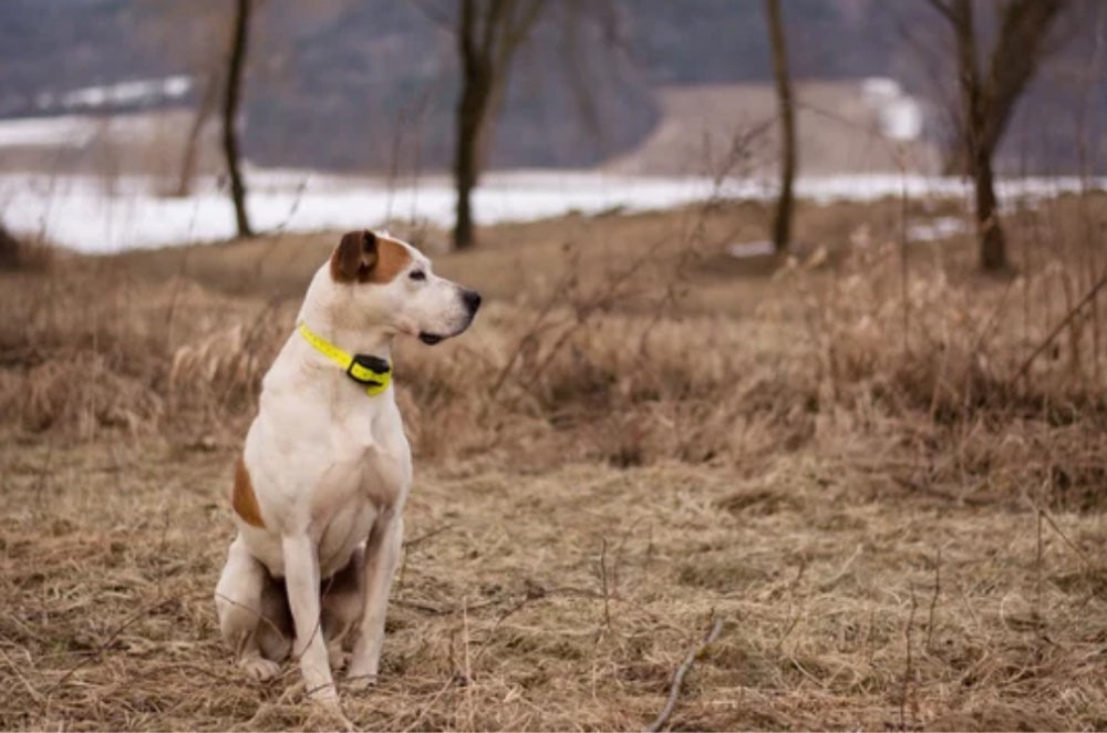 8 Best Shock Collars for Large Dogs – Training & Obedience Guide