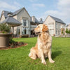The Best E-Fences for Dogs: Top Wireless & In-Ground Systems