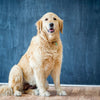 How to Teach Your Dog to Sit in 5 Easy Steps – Training Guide