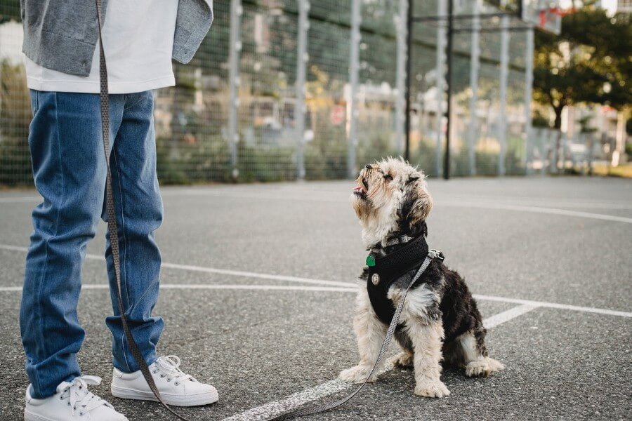 4 Reasons Your Dog Isn’t Responding to Remote Training Collar Stimulation