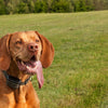What is an E-Collar for Dogs? Safety, Uses, and Training Benefits