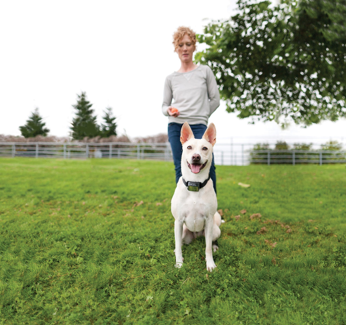 Elite big top dog bark control