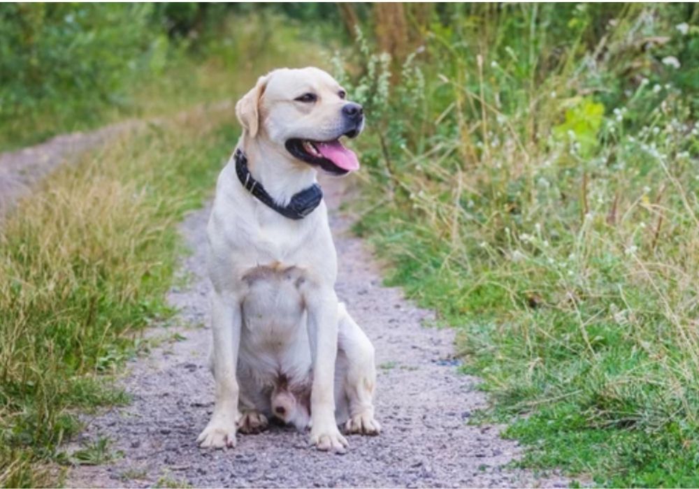 10 Best Shock Collars for Medium Dogs – Top E-Collars for Training & Obedience - PetsTEK
