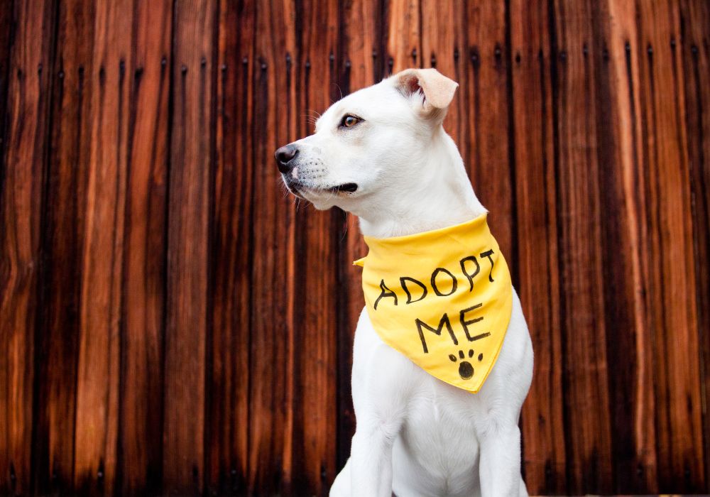 10 Things to Know Before Getting a Dog - PetsTEK
