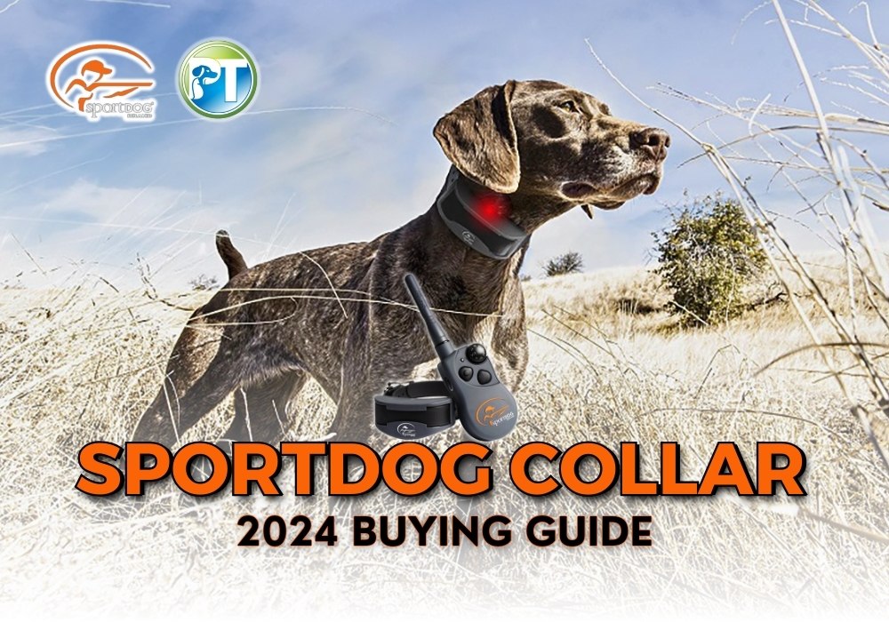 2024 SportDog Collar Buying Guide