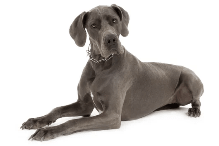 3 Controversial Dog Training Tools Explained: Prong Collars, Muzzles, and E-Collars - PetsTEK