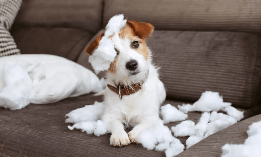 3 Things You Should NOT be Doing with Your Puppy - PetsTEK