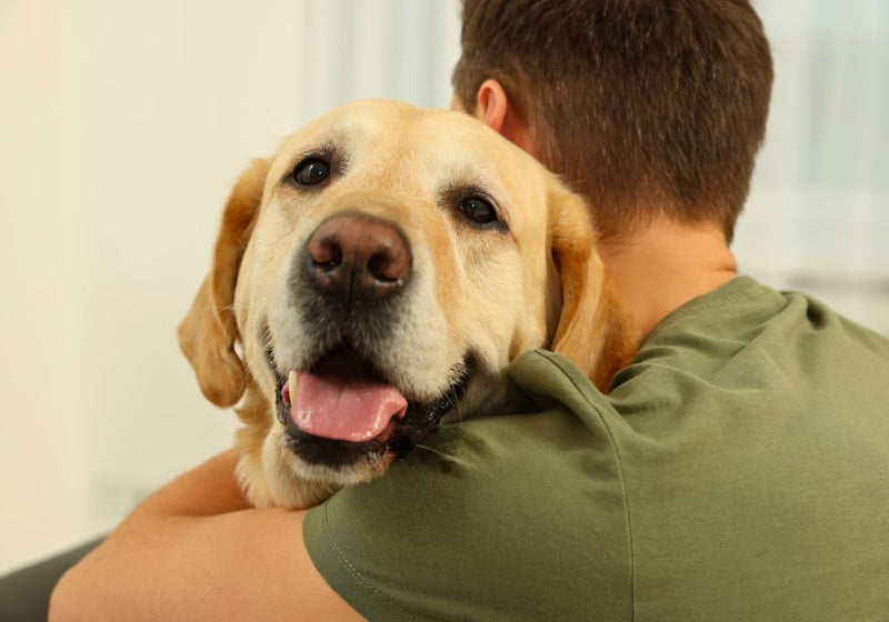 4 Fun Dog Tricks Beyond the Basics to Teach Your Pup - PetsTEK