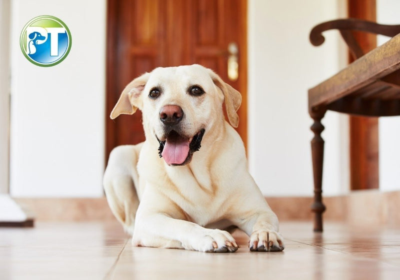 5 Common Dog Raising Challenges and How to Solve Them - PetsTEK