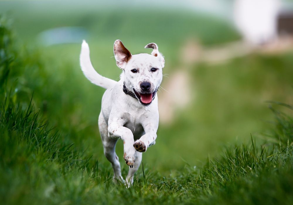 5 Easy Steps to Teach Your Dog the Come Command – Recall Training Guide - PetsTEK