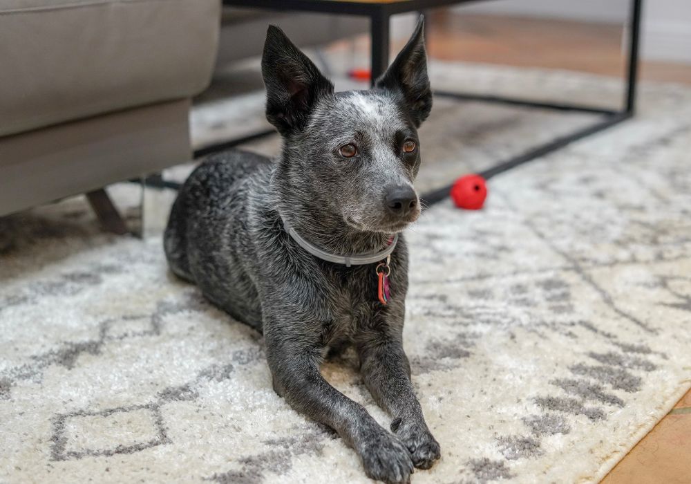 5 Easy Steps to Teach Your Dog the Down Command - PetsTEK