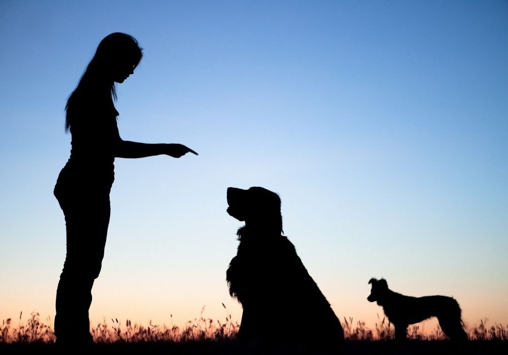 5 Easy Steps to Train Your Dog to Stay and Obey Consistently - PetsTEK