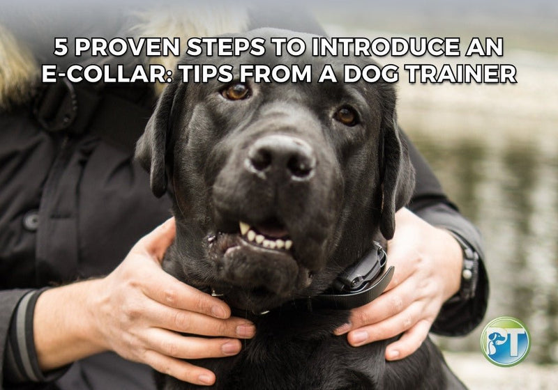 5 Proven Steps to Introduce an E-Collar: Expert Dog Training Tips - PetsTEK