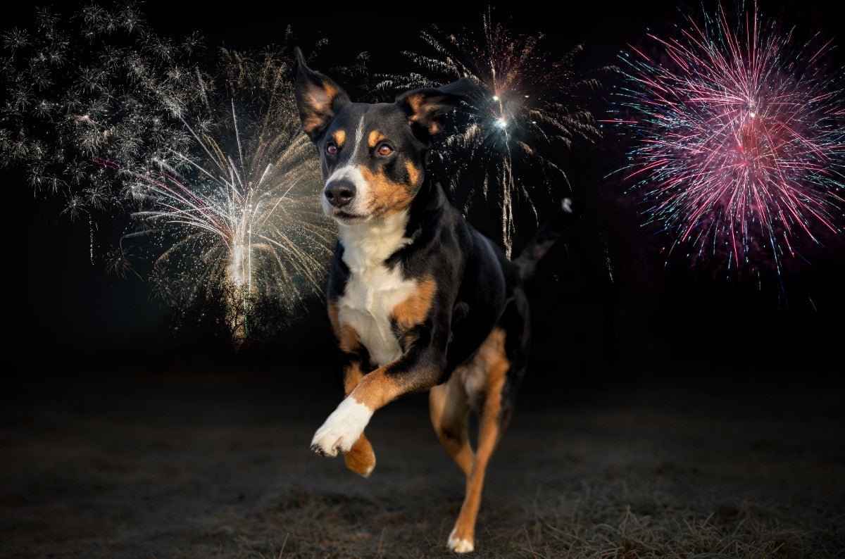 5 Ways to Keep Your Dog Calm and Safe on New Year’s Eve - PetsTEK