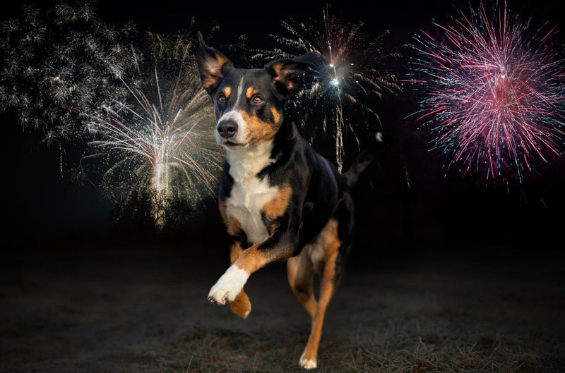 5 Ways to Keep Your Dog Calm and Safe on New Year’s Eve - PetsTEK