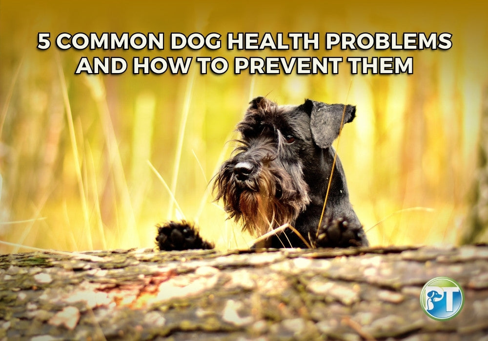 5 Common Dog Health Problems and How to Prevent Them