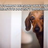 5 Common Reasons Why Your Reactive Dog Isn’t Improving