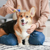 5 Must-Know Dog Grooming Techniques