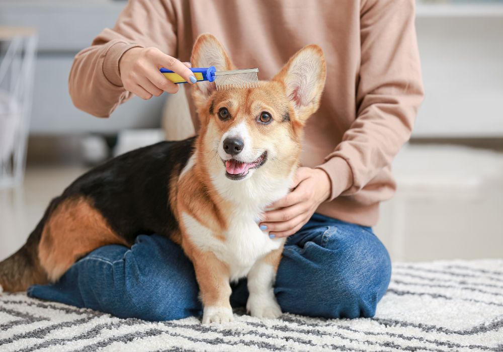 5 Must-Know Dog Grooming Techniques