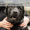 5 Proven Steps to Introduce an E-Collar: Tips from a Dog Trainer