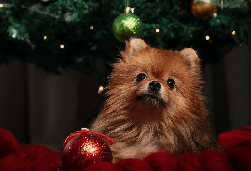 6 Holiday Safety Tips for Dogs: Keep Your Pets Happy and Stress-Free - PetsTEK
