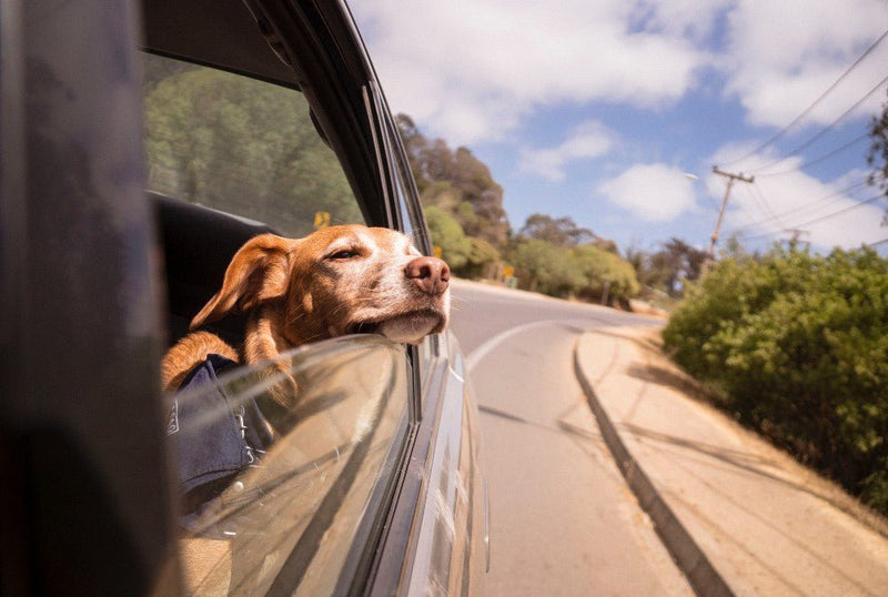 6 Tips for Traveling with Your Dog: Stress-Free Pet Travel Guide - PetsTEK
