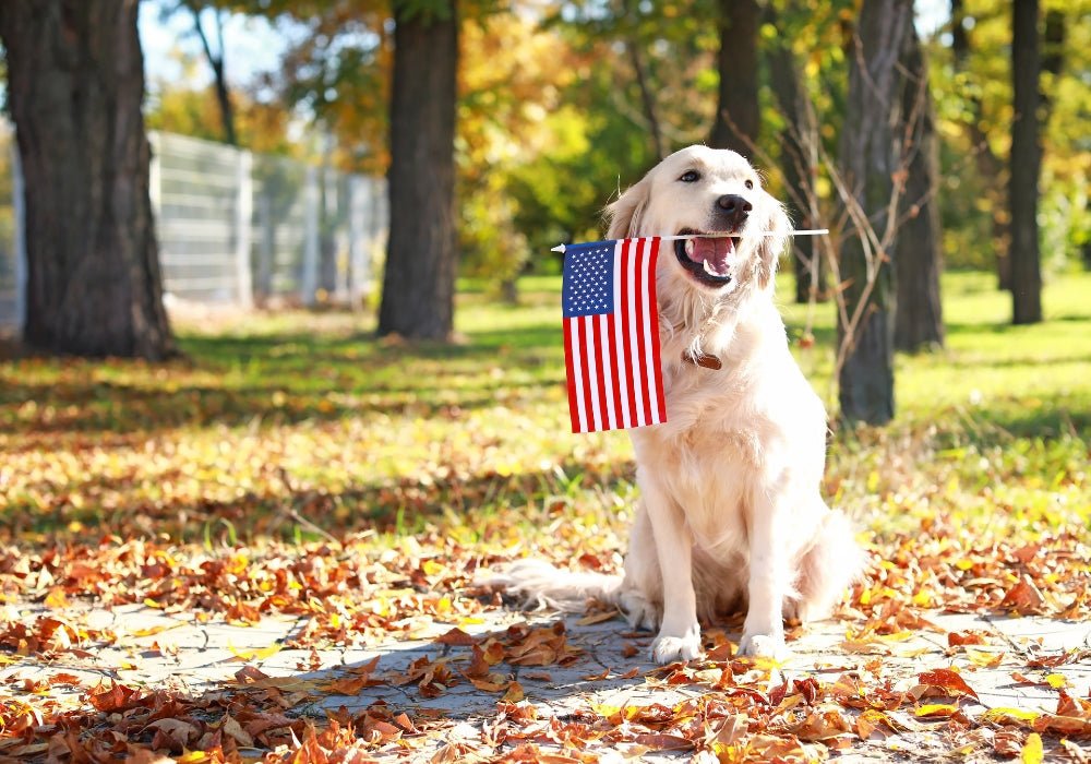 8 Most Popular Dog Breeds in the US (Updated 2024) - PetsTEK
