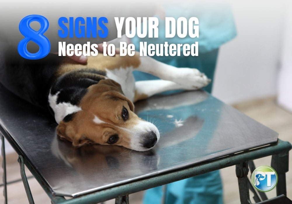 8 Signs Your Dog Should Be Neutered for Health & Behavior - PetsTEK