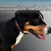 A Hound Dog's Journey and Why You Might Still Need a Tracking Collar