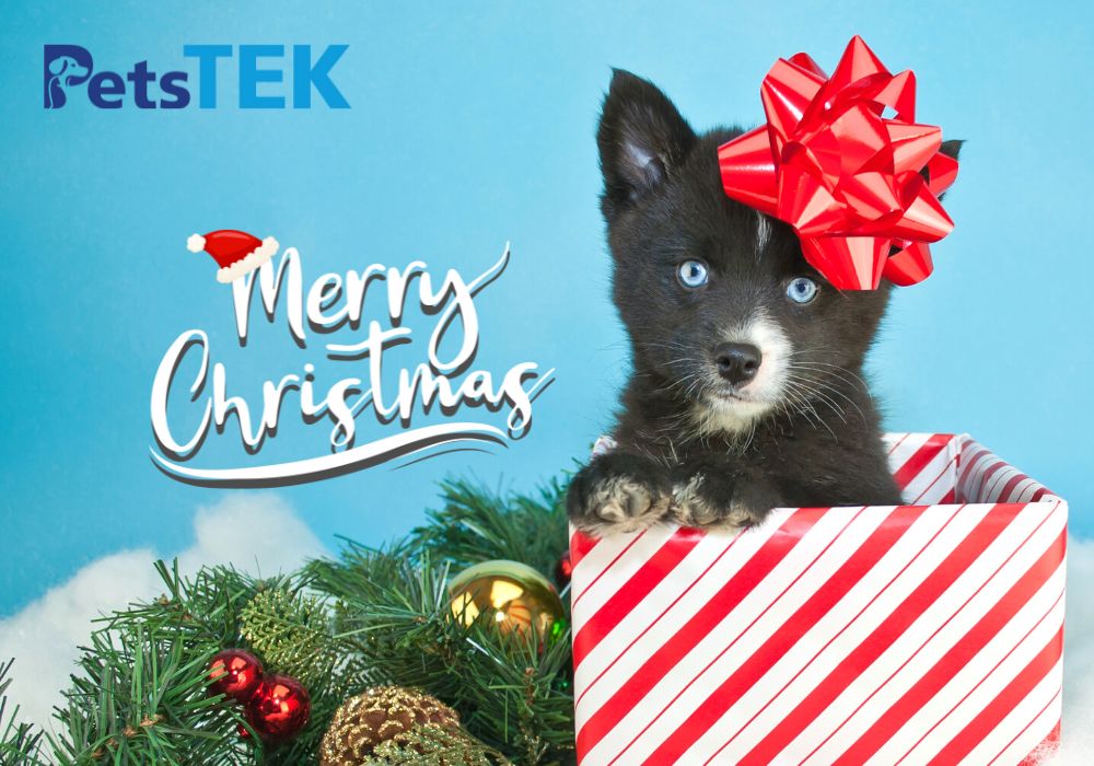 Is Gifting a Christmas Pet a Good Idea?