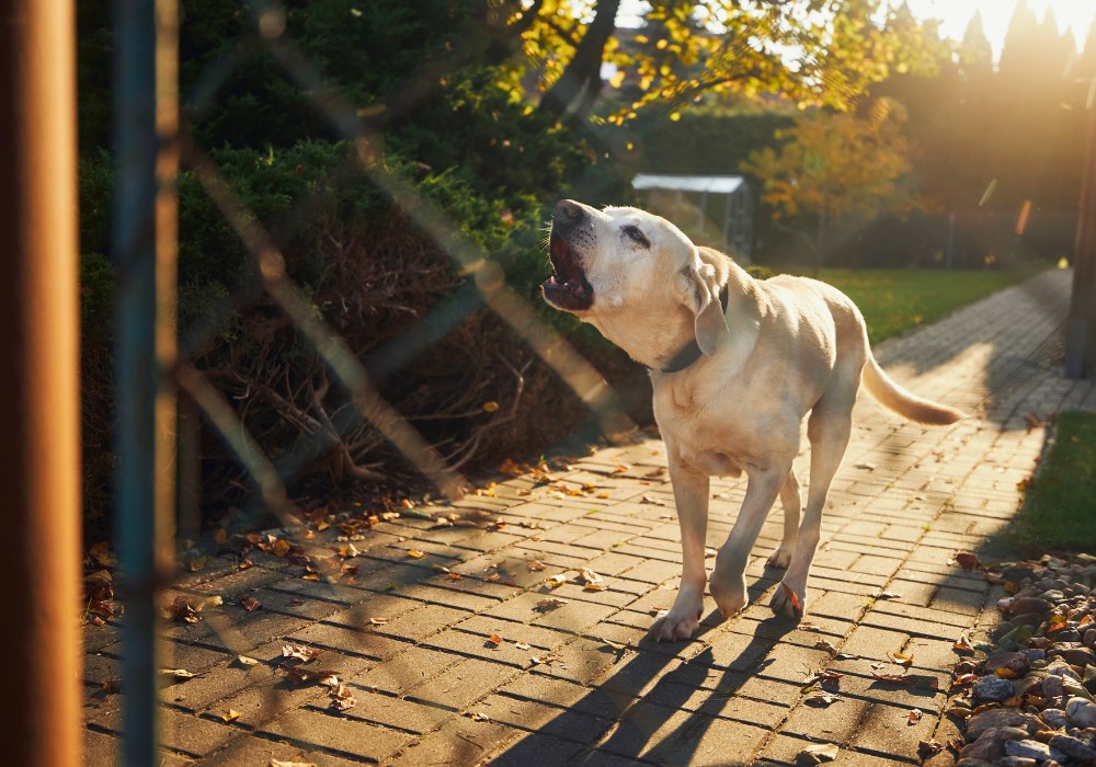Best Bark Collars for Stubborn Dogs