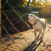 Best Bark Collars for Stubborn Dogs
