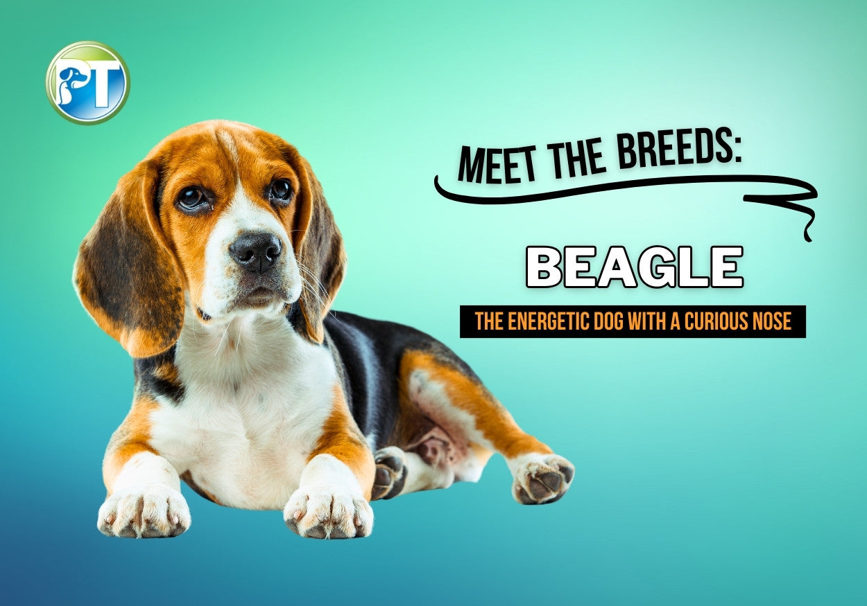 Meet the Breeds: The Beagle