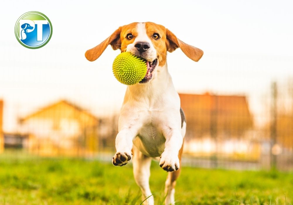 How to Make Your Yard and Home Escape-Proof for Your Dog