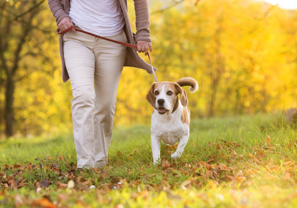 Teach Your Dog to Heel in 7 Easy Steps