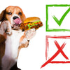 Are You Feeding Your Dogs Dangerous and Toxic Foods?