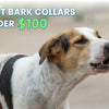 Best Bark Collars for Dogs Under $100