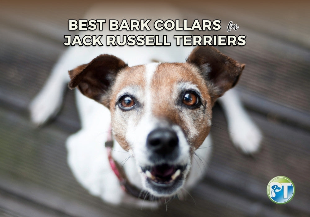 Best Bark Collars for Jack Russell Terriers