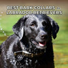 Best Bark Collars for Labrador Retrievers