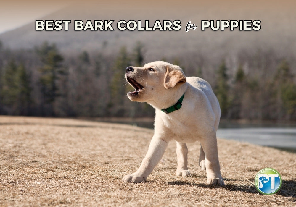 Best Bark Collars for Puppies