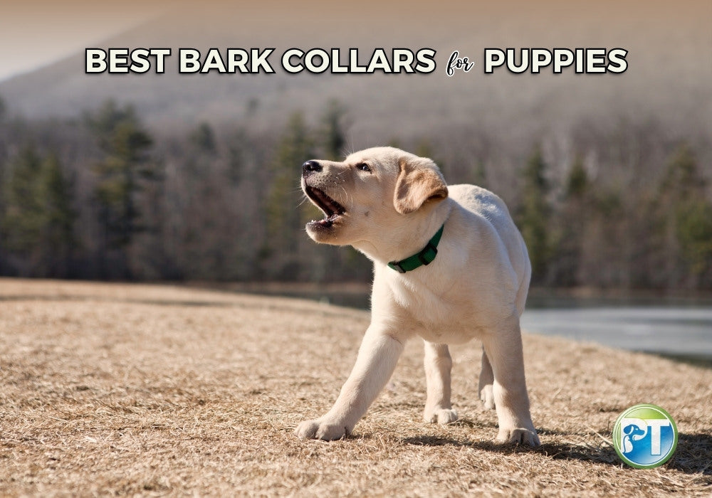 Best Bark Collars for Puppies – Safe Training Solutions for Young Dogs