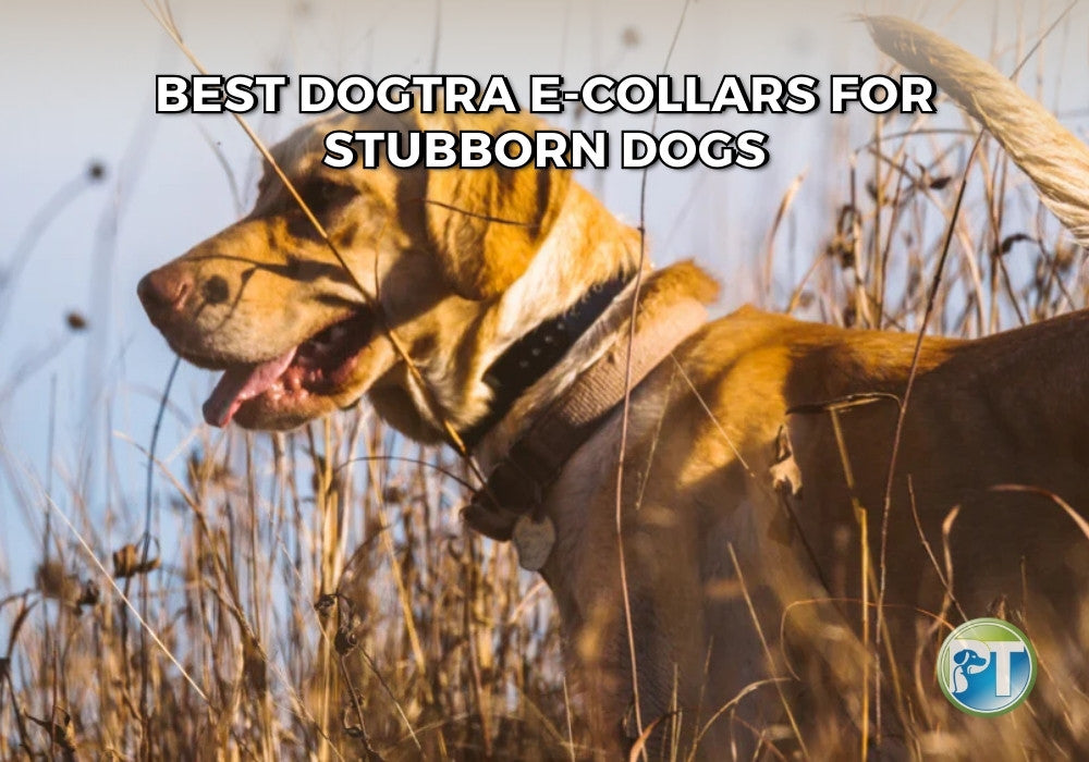 Best Dogtra E-Collars for Stubborn Dogs