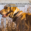 Best Dogtra E-Collars for Stubborn Dogs
