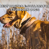 Best Dogtra E-Collars for Stubborn Dogs: Top Picks for Effective Training