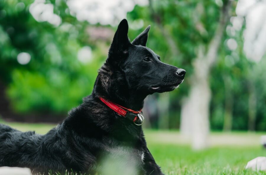 GPS Collars are the Best Tracking Collars for Your Dog – Here’s Why