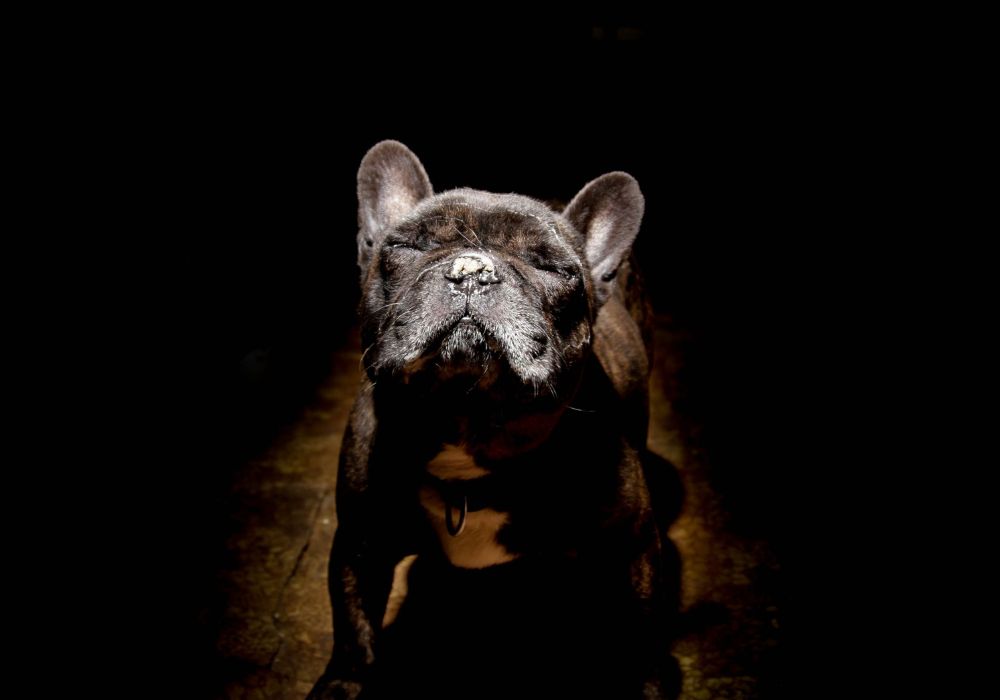 Black French Bulldog Against Black Background