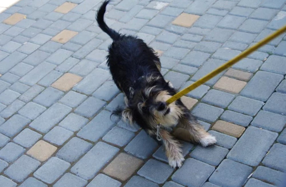 4 Easy Ways to Stop Leash Pulling in Dogs (Under 1 Hour Training Guide)