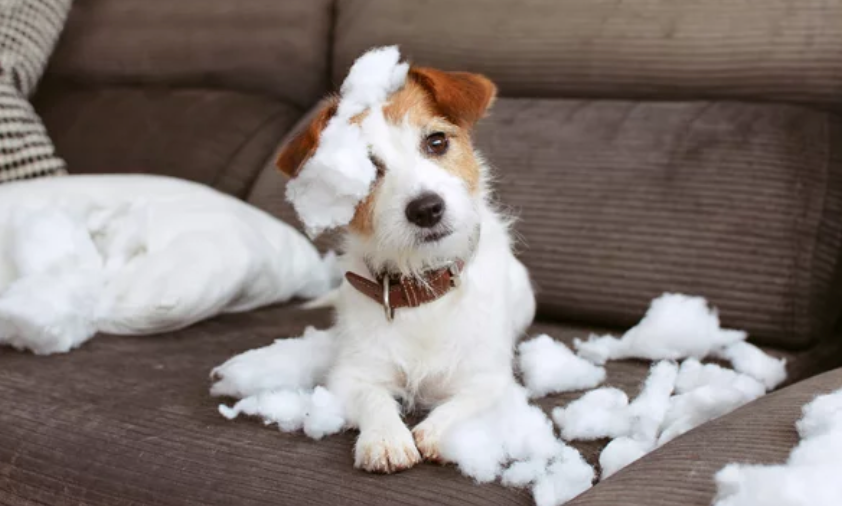 3 Things You Should NOT be Doing with Your Puppy
