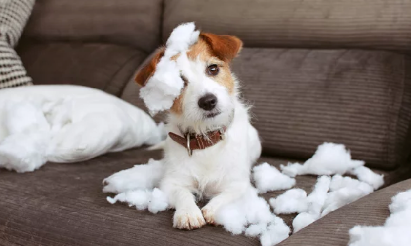 White and Brown Puppy with Torn Pillow on Sofa