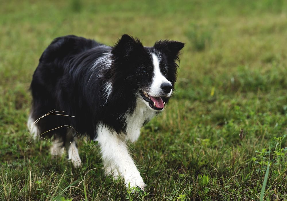 Best Exercises for Your Border Collie